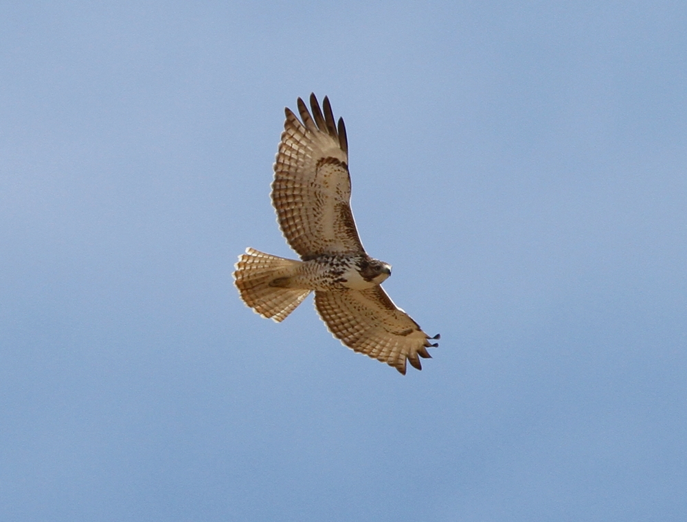 Red-tailed Hawk