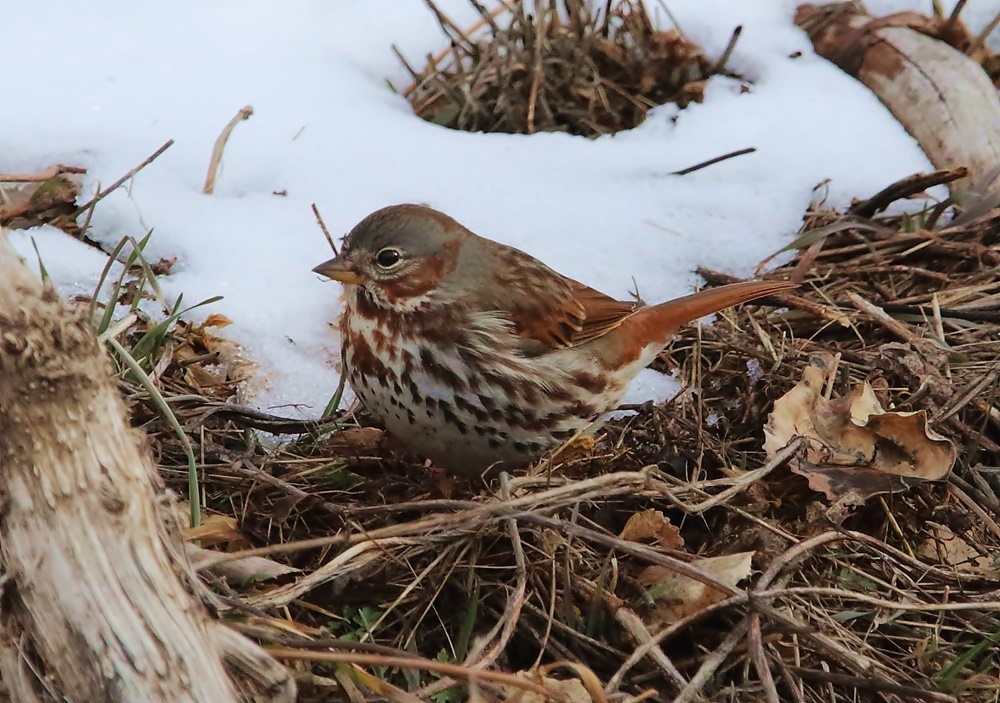 Fox Sparrow (red)