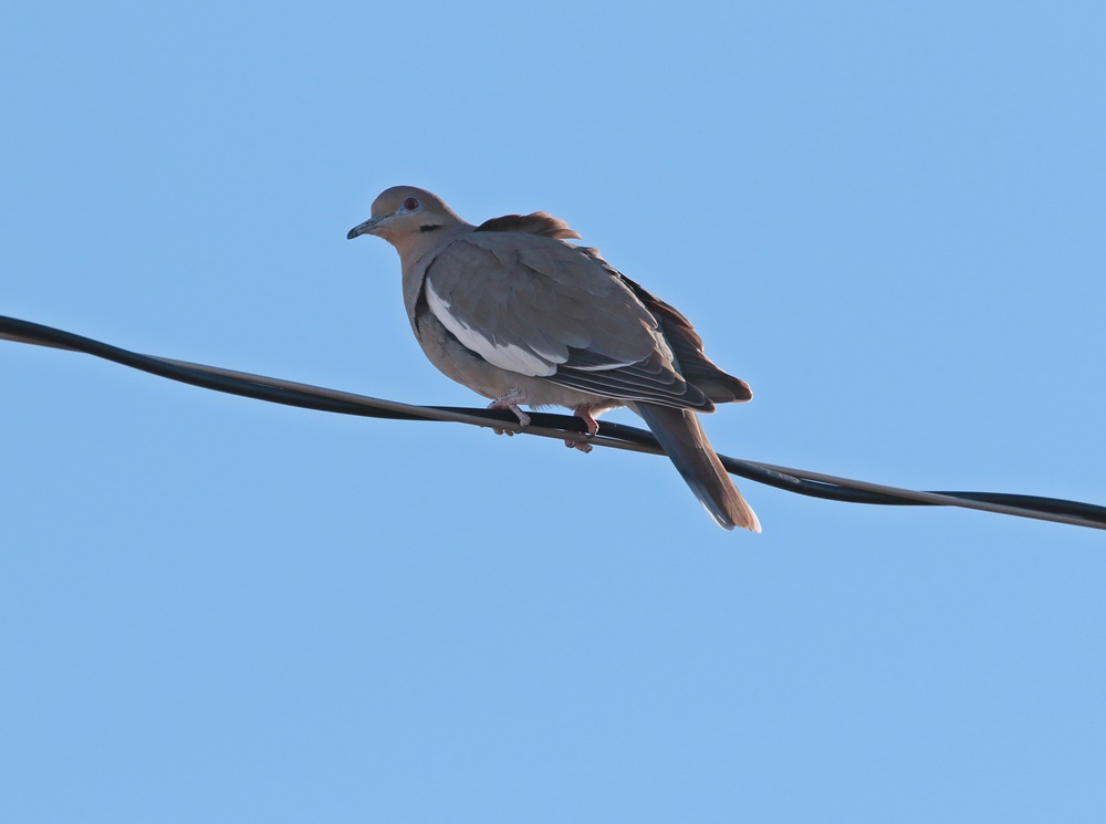White-winged Dove