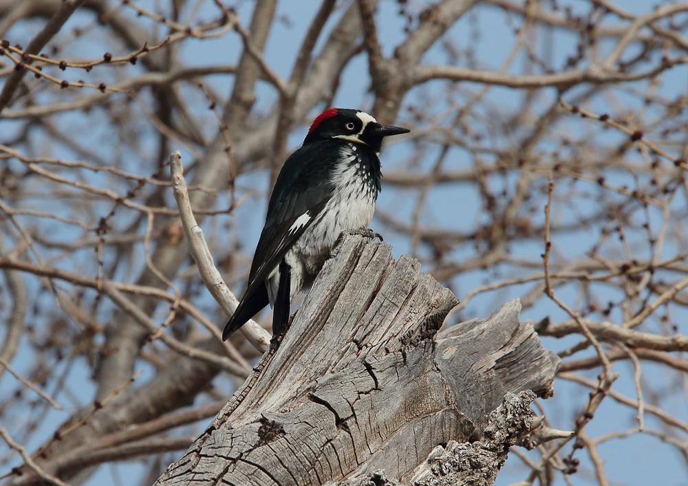 Acorn Woodpecker