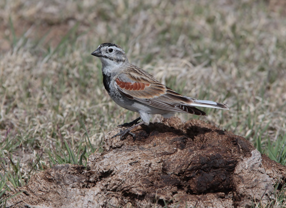 McCowns Longspur