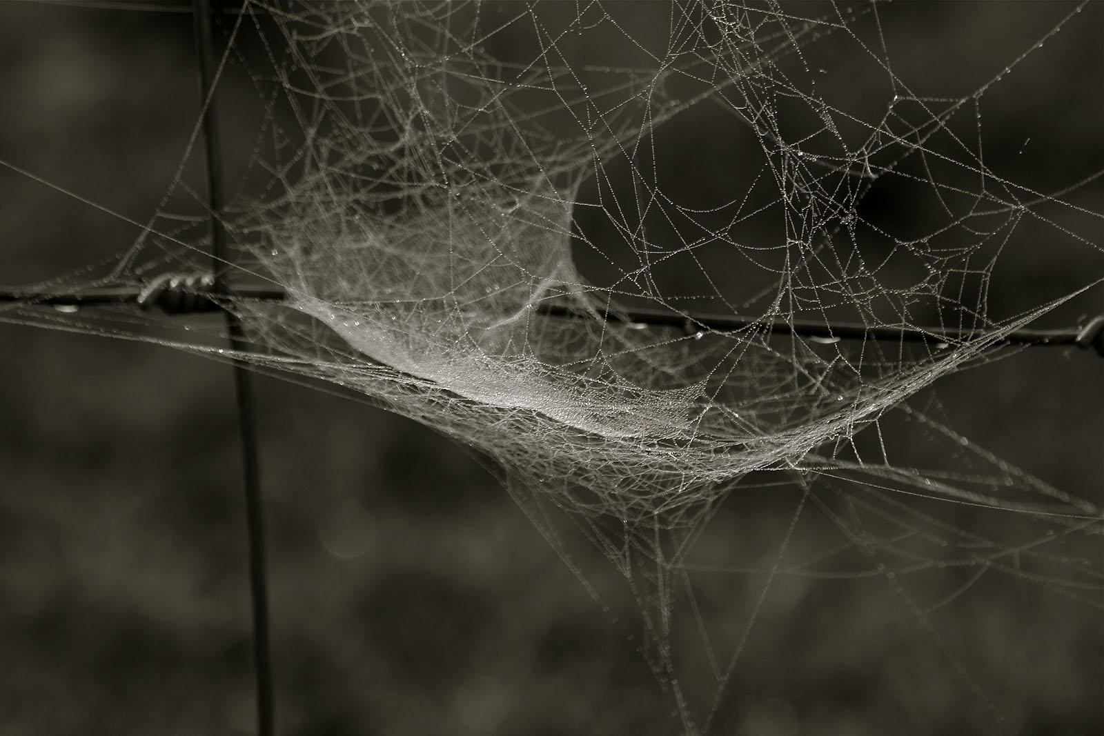 dew on web