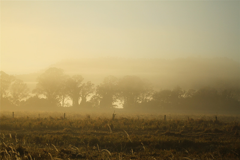 misty morning