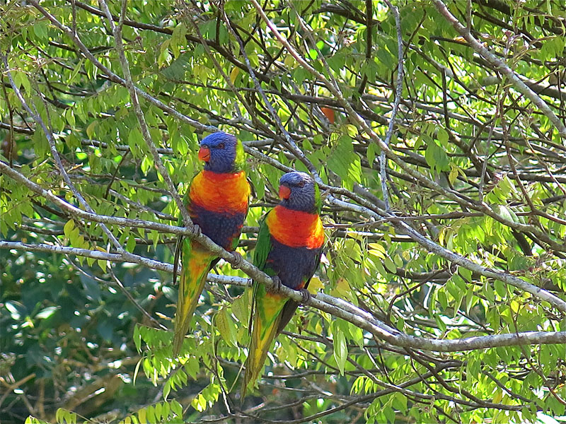 Rainbow Visitors