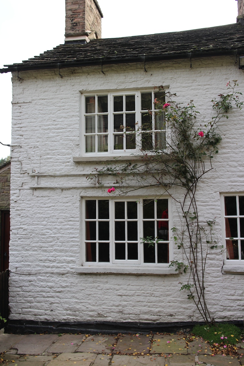 Red Rose Ingersleyvale