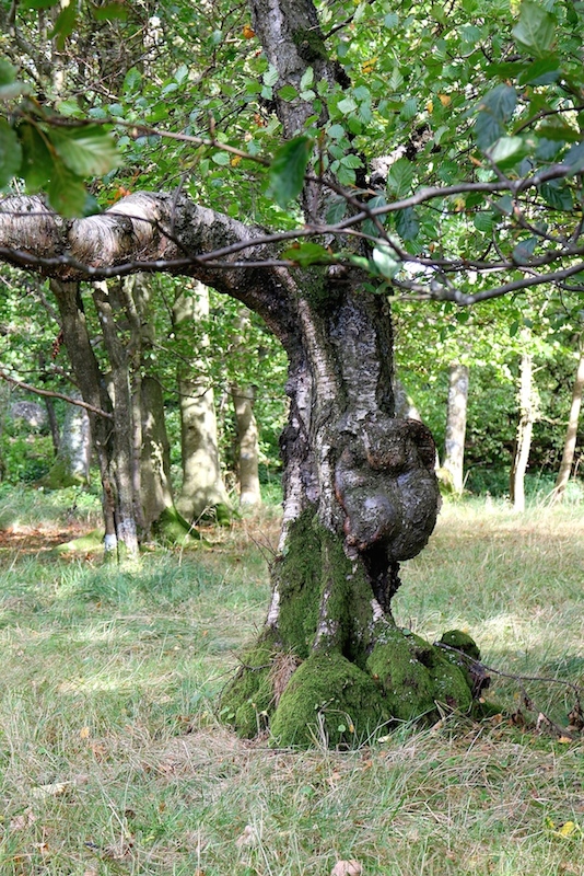 Low Force Gnarled Tree