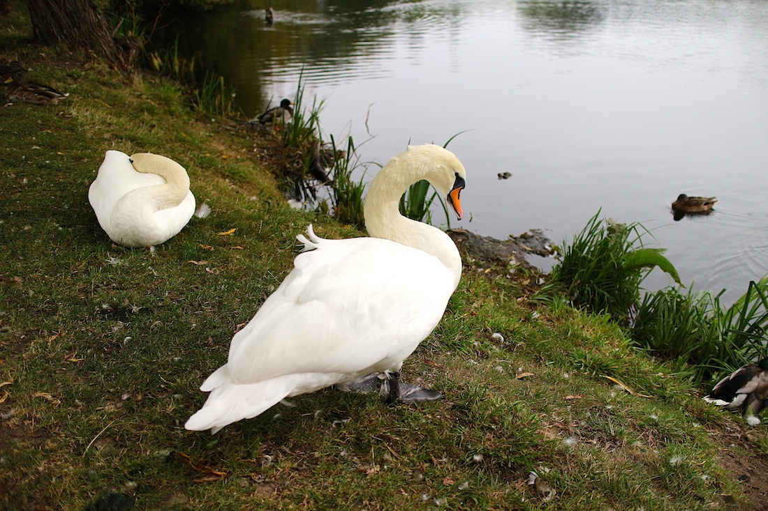 Coxes Mill Pond, Addlestone