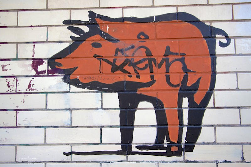 Oink 