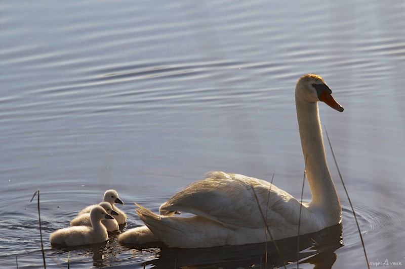 Happy Mothers Day!
