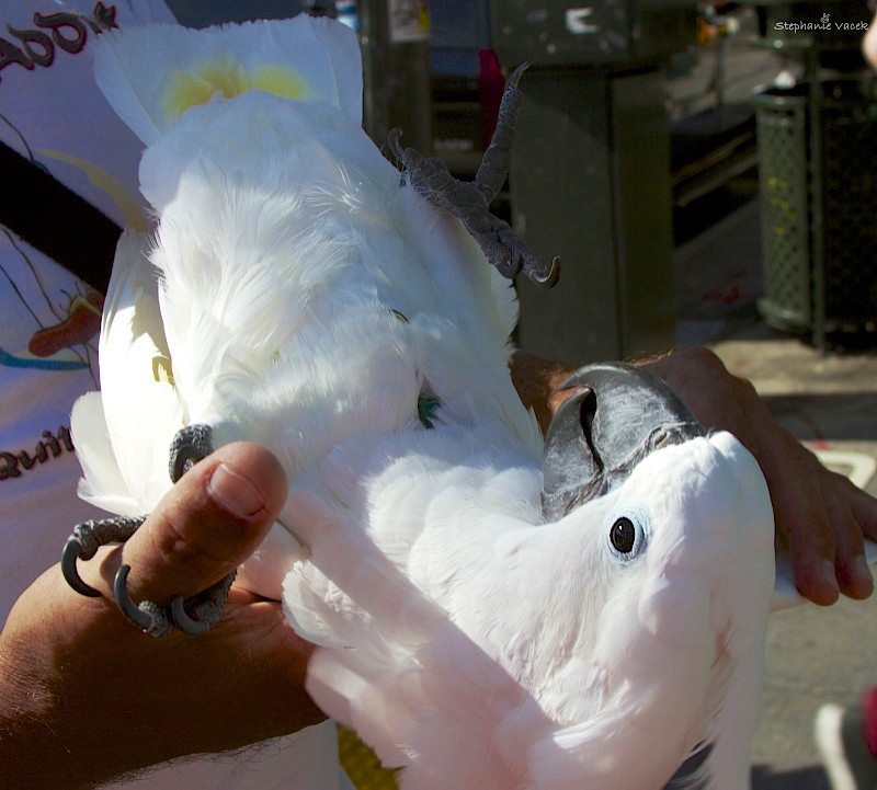 Casper ~ the Sulphur Crested Cockatoo