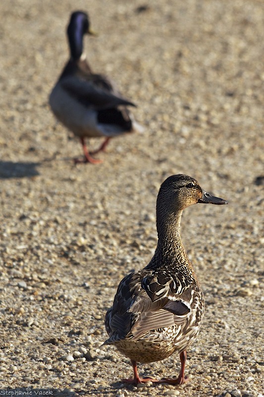 Lovers Quarrel