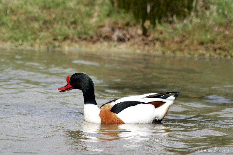 Tadorne de Belon / Shelduck