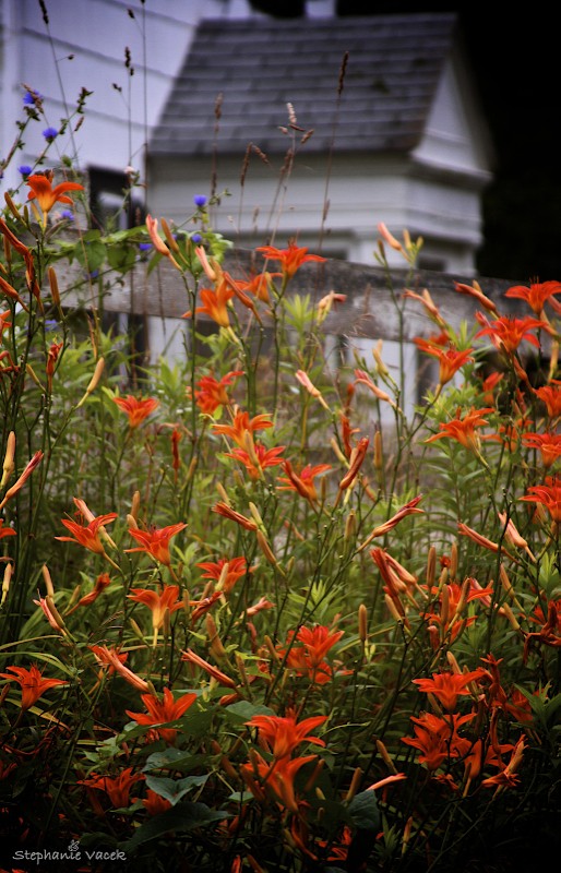Lily