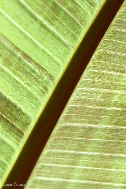 Abstract Leaf 