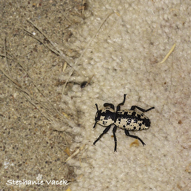 Southwestern Ironclad Beetle