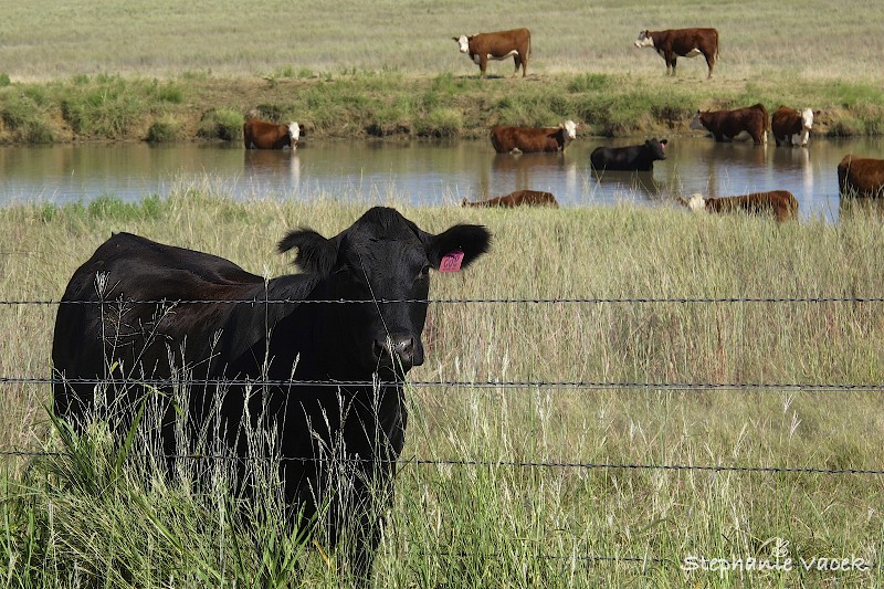 Mooooooo!