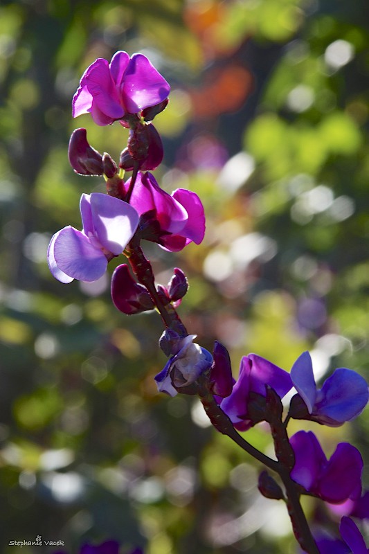 Pretty posies