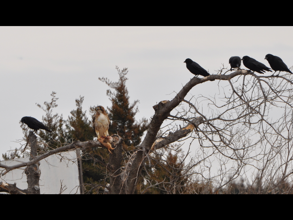 DSC_0384b.JPG