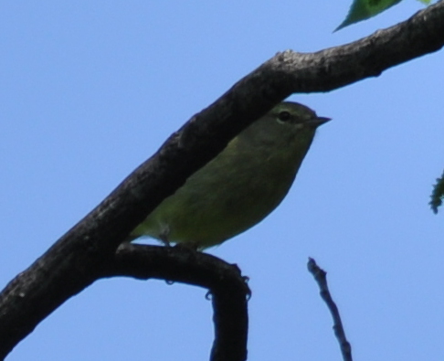DSC_0154b.JPG