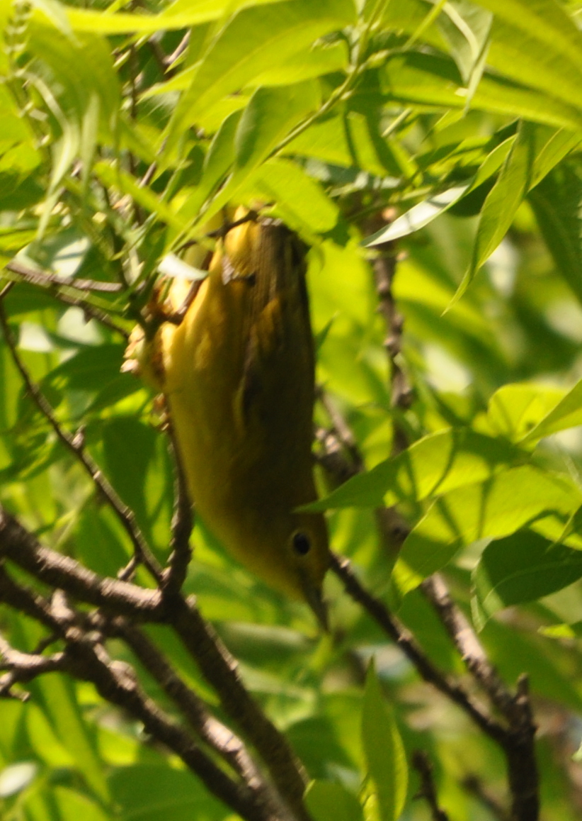 DSC_0159b.JPG