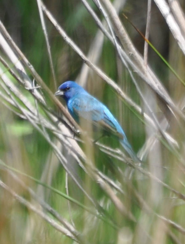 DSC_0277b.JPG