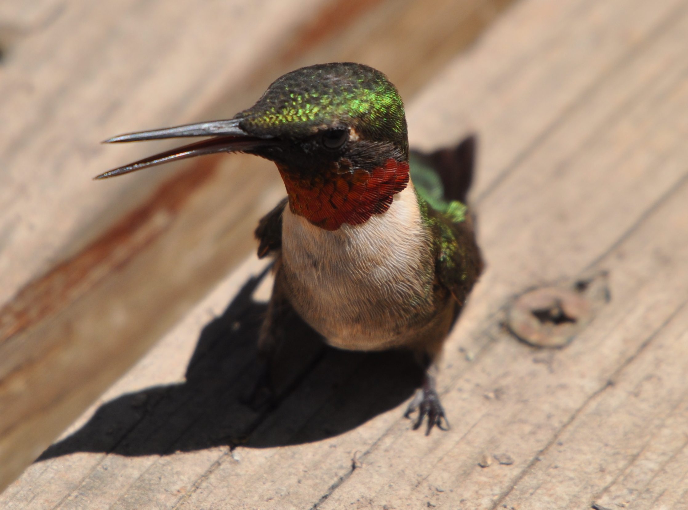 DSC_0368b.JPG