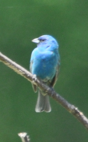 DSC_0398b.JPG