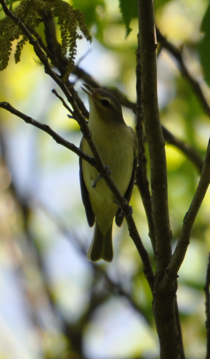 DSC_0511b.JPG