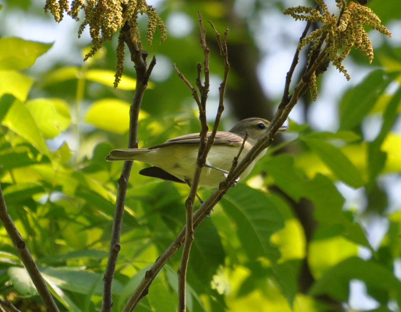 DSC_0532b.JPG
