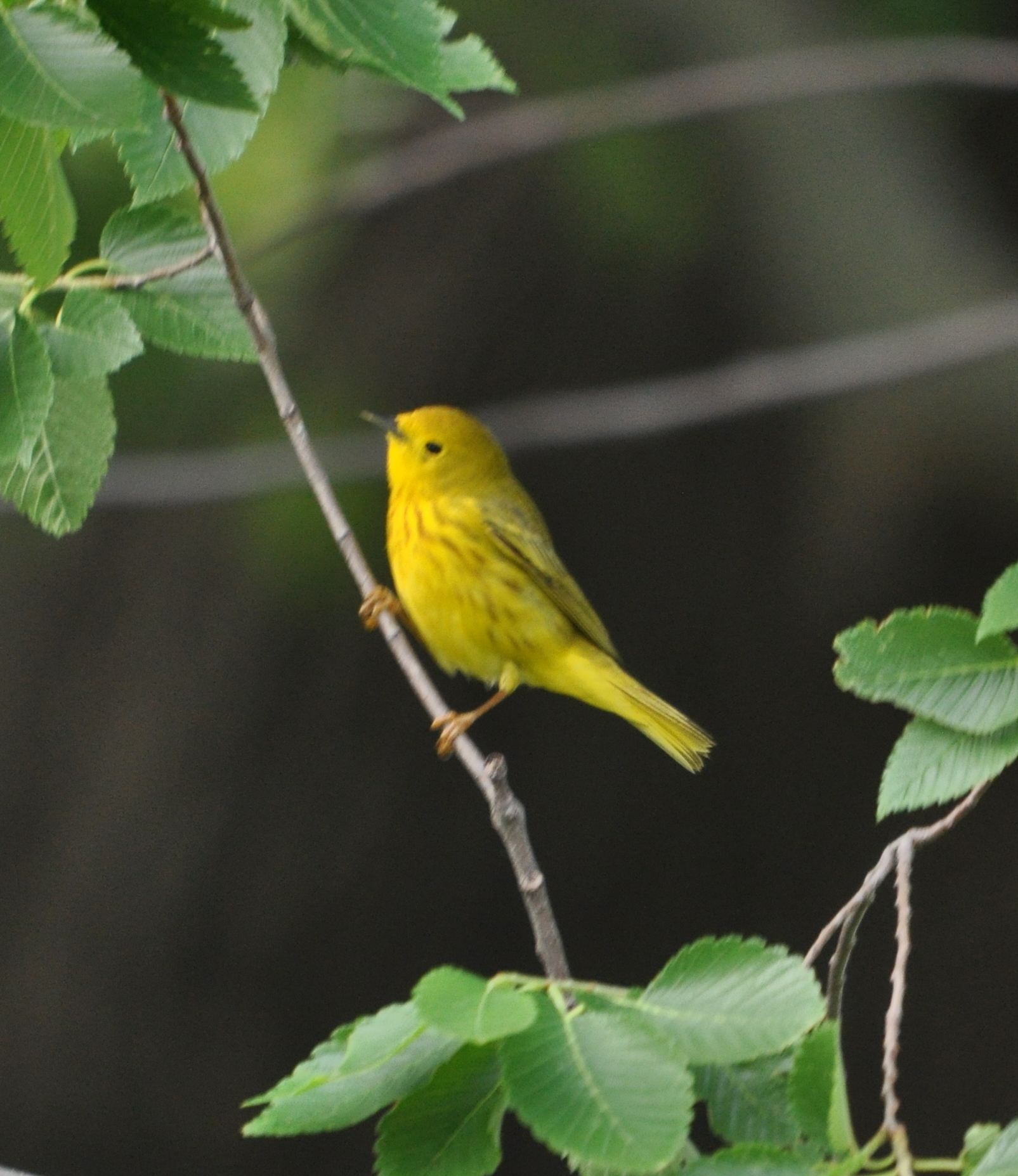 DSC_0048b.JPG