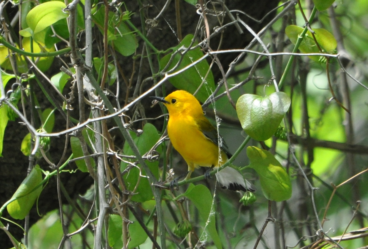 DSC_0453b.JPG