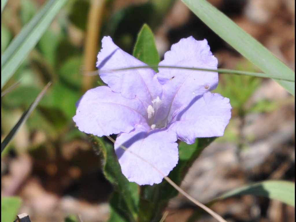 DSC_0409b.JPG