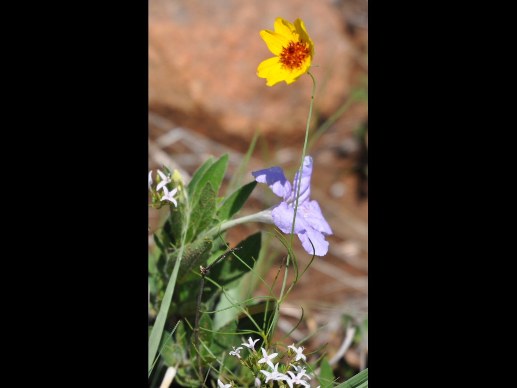 DSC_0416b.JPG