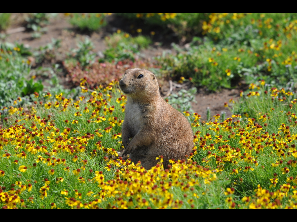 DSC_0247b.JPG