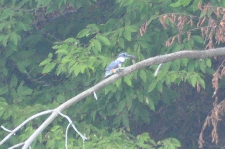 DSC_0701b.JPG
