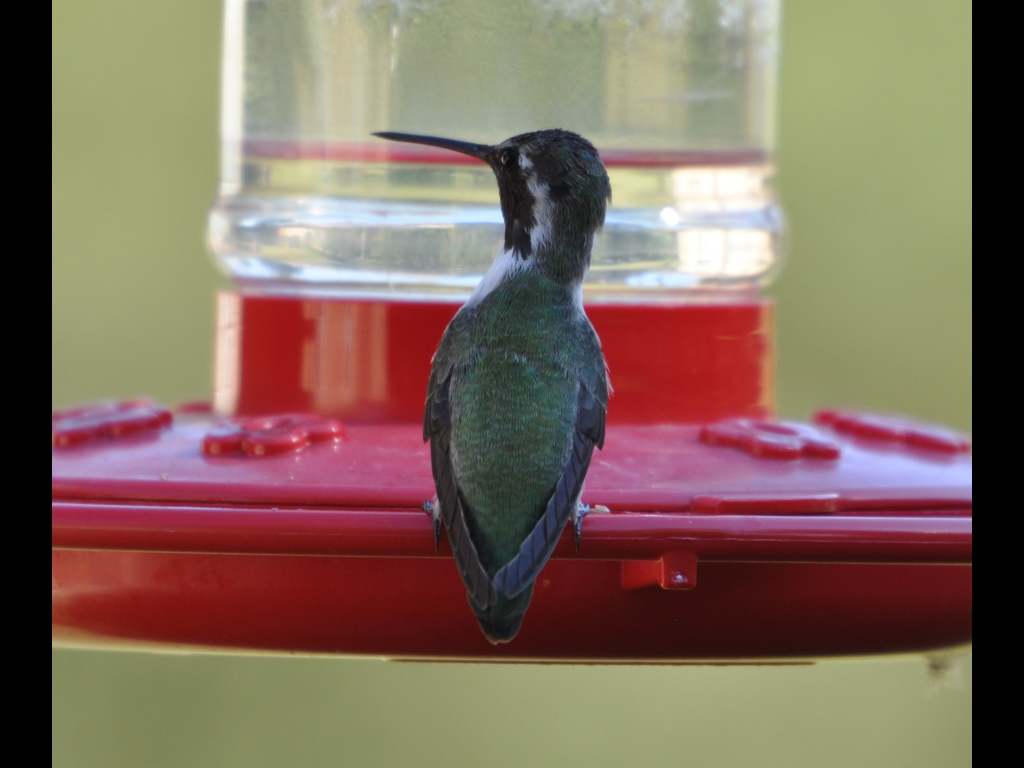 DSC_0331b.JPG