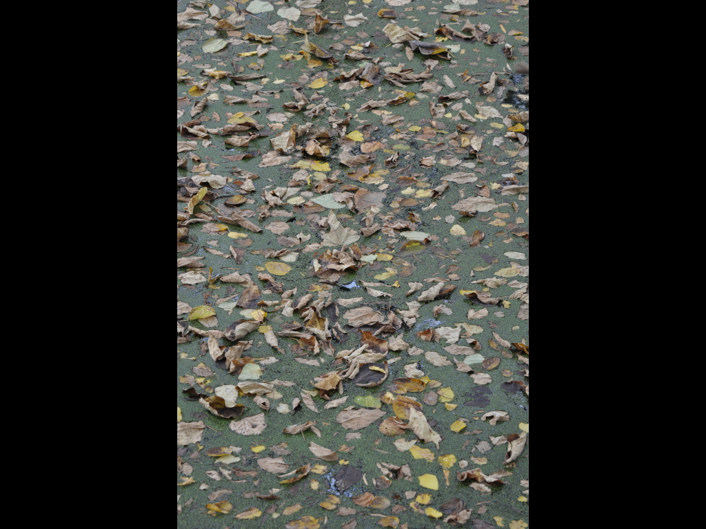 DSC_0913b.JPG