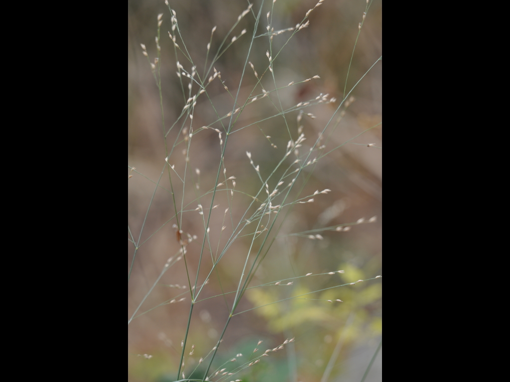 DSC_0968b.JPG