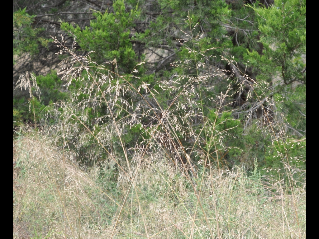 DSC_0980b.JPG