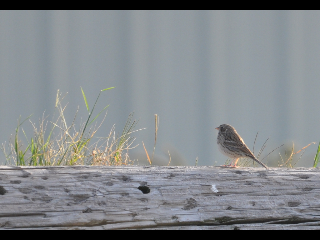 DSC_1090b.JPG