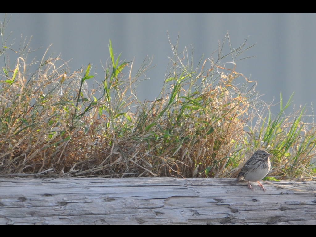 DSC_1125b.JPG