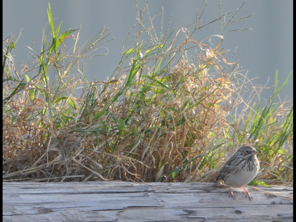 DSC_1127b.JPG