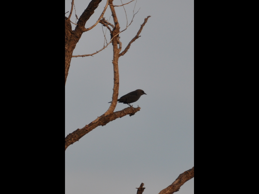 DSC_1212b.JPG