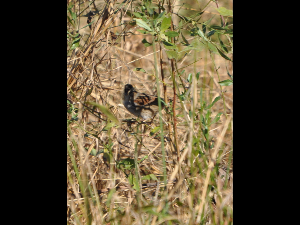 DSC_0643b.JPG