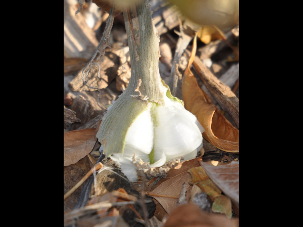 DSC_0933f.JPG