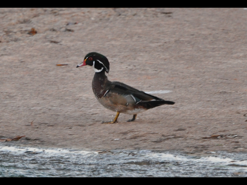 DSC_0124b.JPG