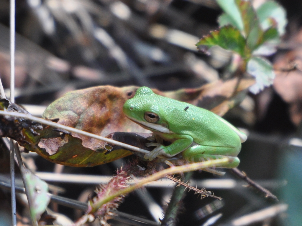 DSC_0722r.JPG