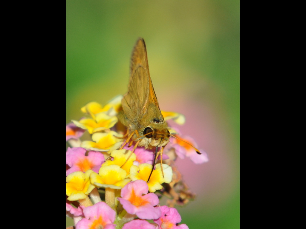 DSC_0928a.JPG