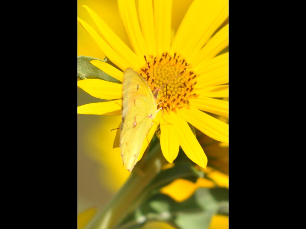 DSC_1190a.JPG