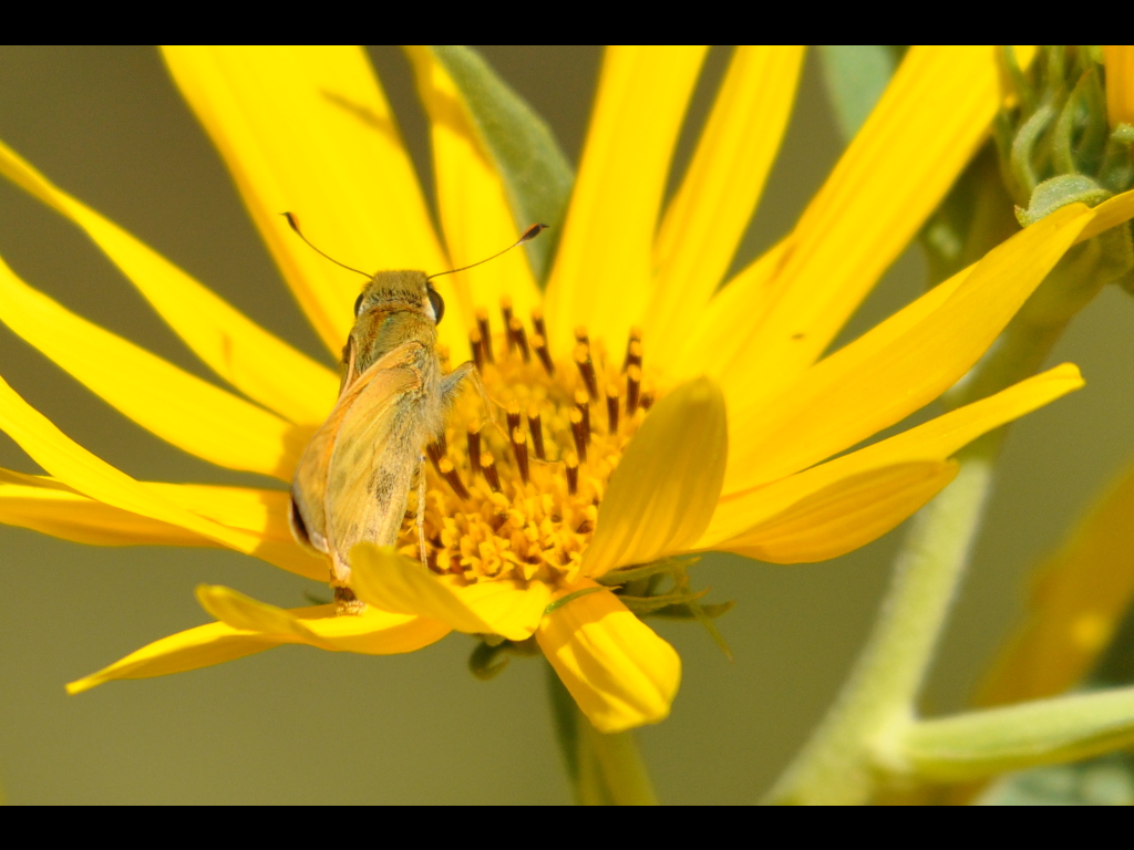 DSC_1192a.JPG